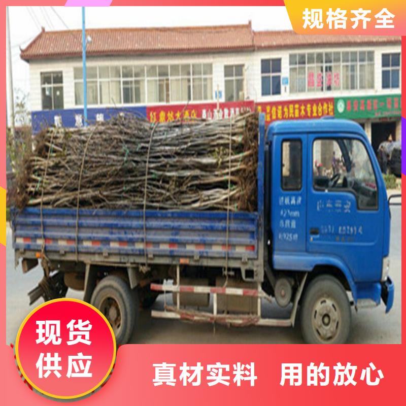 核桃苗桃树苗基地专业生产N年