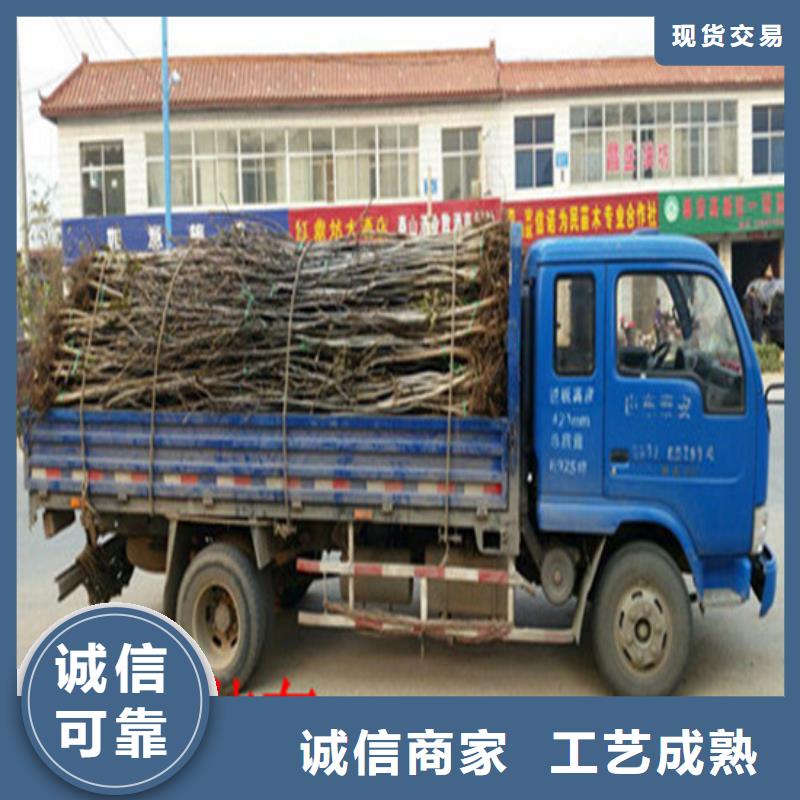 【 核桃苗梨树苗基地经验丰富品质可靠】广祥果树苗