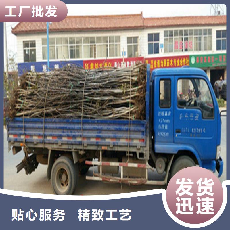 核桃苗冬雪蜜桃树苗助您降低采购成本