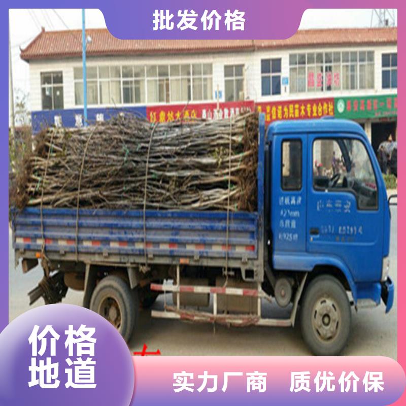 【 核桃苗-无籽葡萄树苗源厂定制】来电咨询