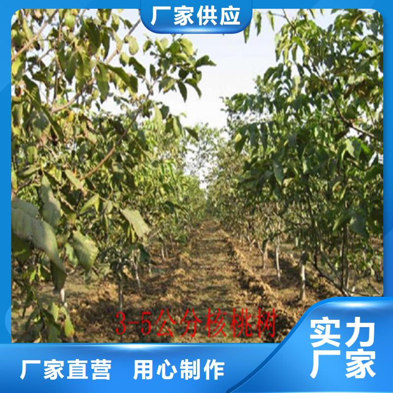核桃苗,莫妮卡西梅树苗本地配送