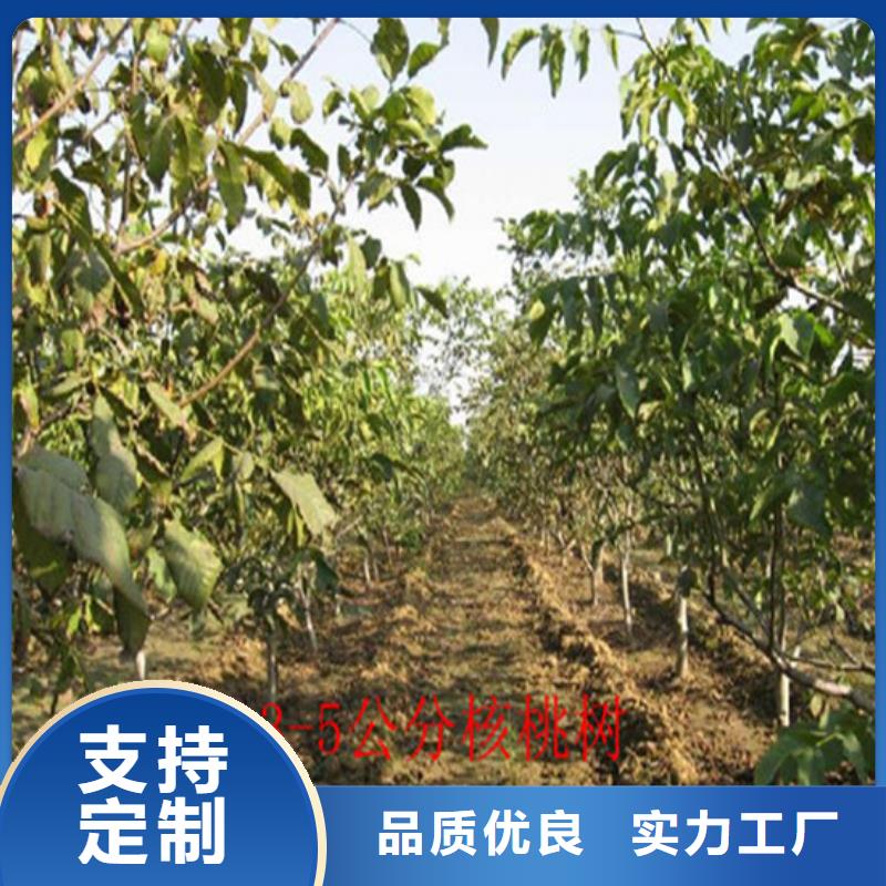 核桃苗_香椿树苗优选厂商