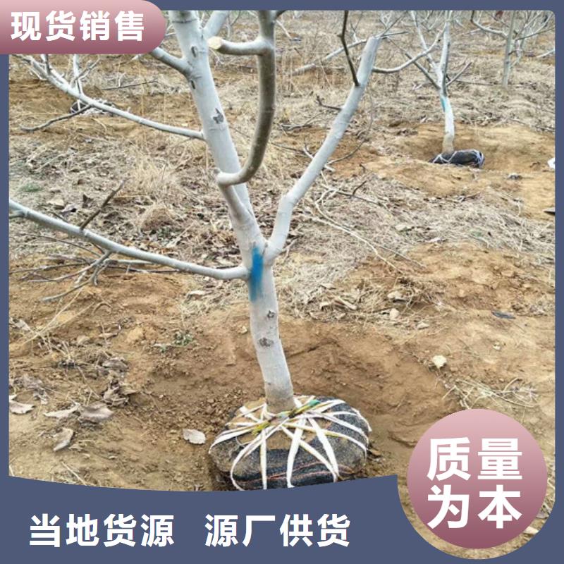 【核桃苗】蟠枣树苗种类齐全