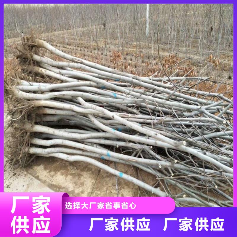【 核桃苗-无籽葡萄树苗源厂定制】来电咨询