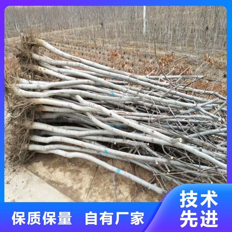 核桃苗,黄宝石梨树苗有口皆碑
