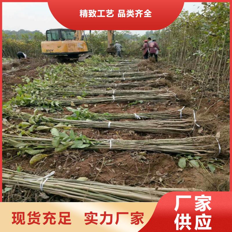 核桃苗徐香猕猴桃树苗细节决定成败