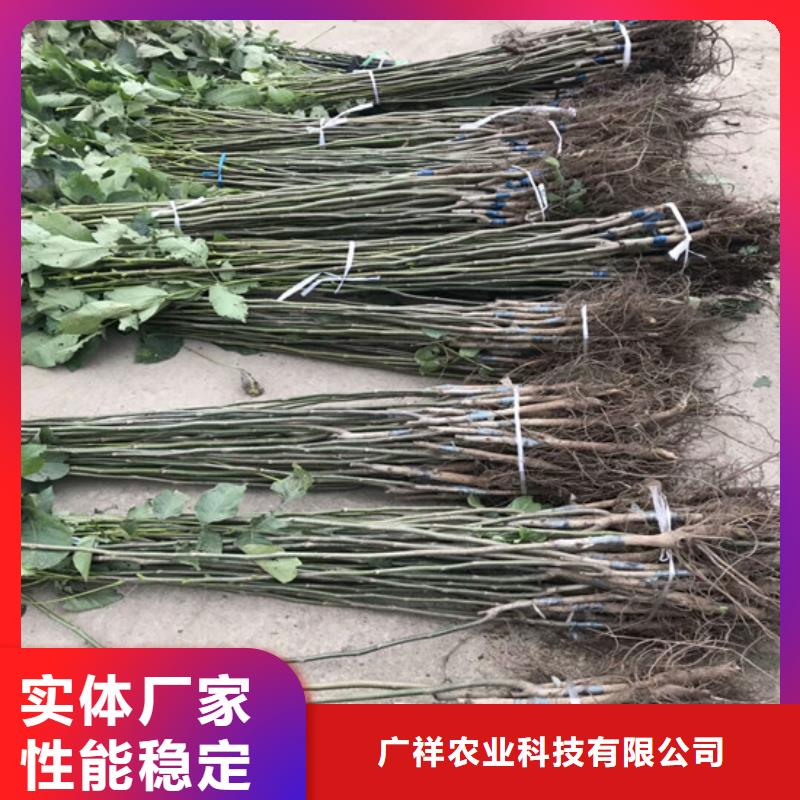 核桃苗,莫妮卡西梅树苗本地配送