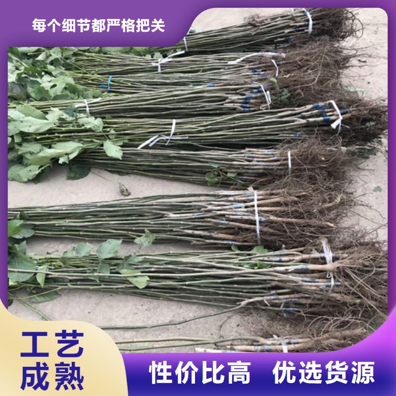 核桃苗_冬雪蜜桃树苗价格公道合理