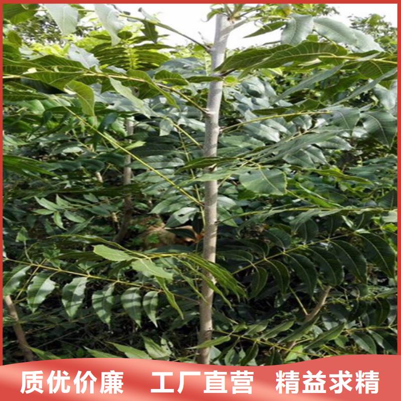 核桃苗冬桃树苗实力厂家直销