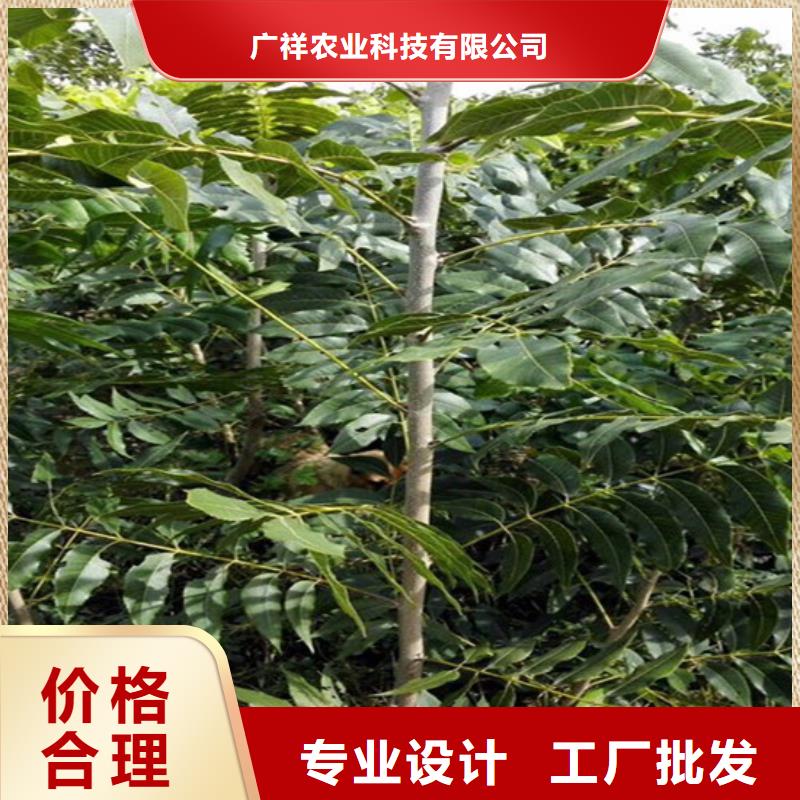 果树苗视频-果树苗-浙江省温州|嘉兴|宁波|丽水|衢州附近生产商