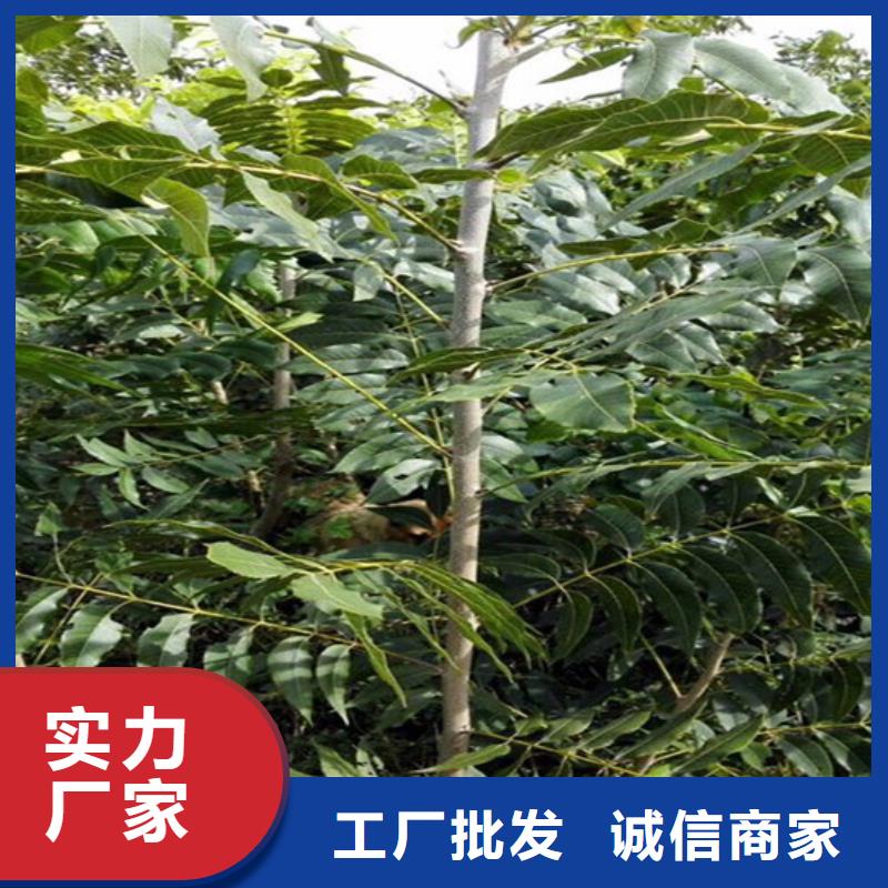 核桃树基地批发