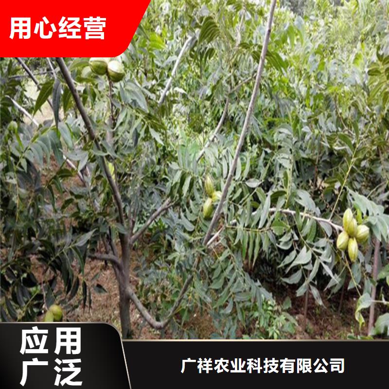 【 核桃苗-无籽葡萄树苗源厂定制】来电咨询