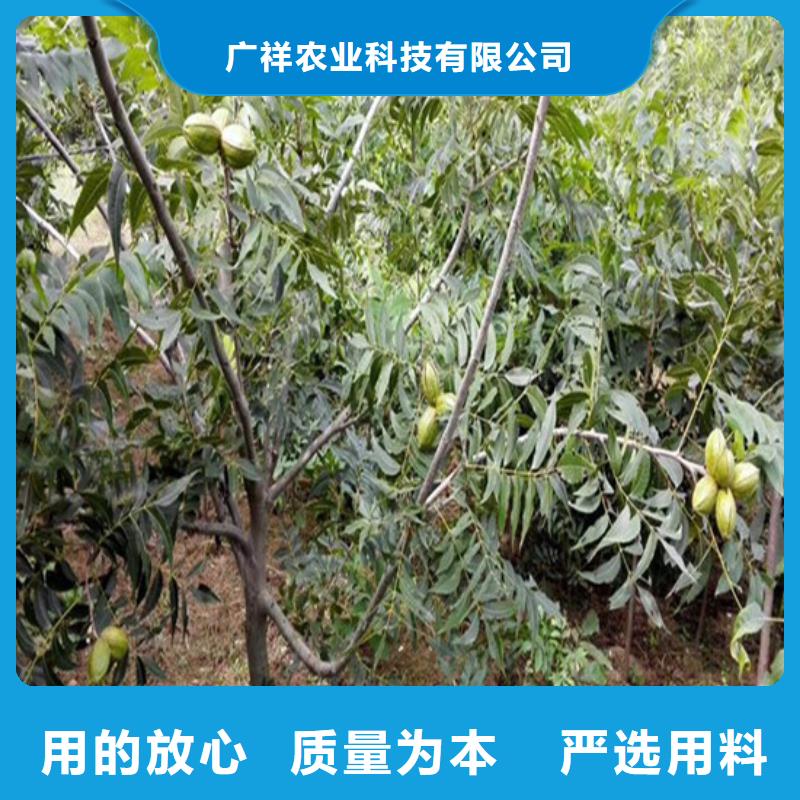 核桃苗,西梅树苗现货