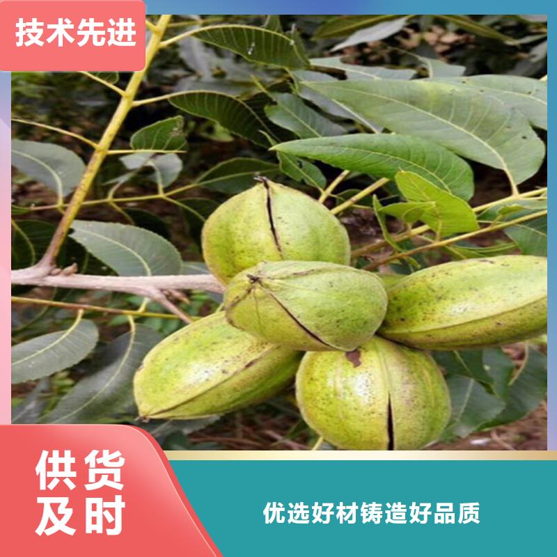 核桃苗樱桃苗库存充足