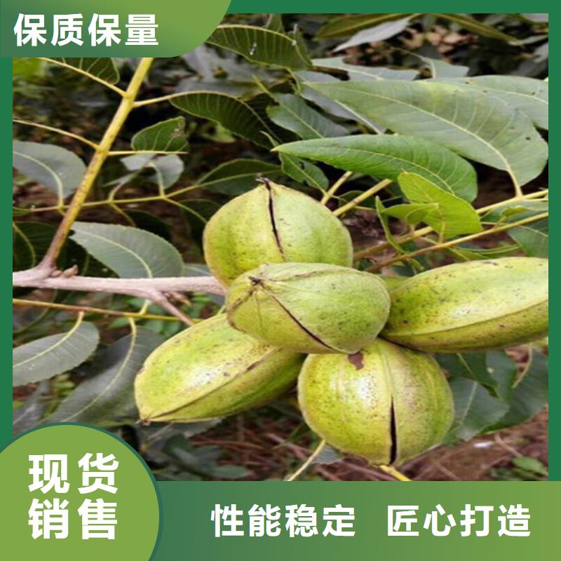 果树苗视频-四川省泸州市广祥果树苗可服务区域古蔺|合江|凉山|甘孜|自贡|南充|攀枝花|遂宁|阿坝等