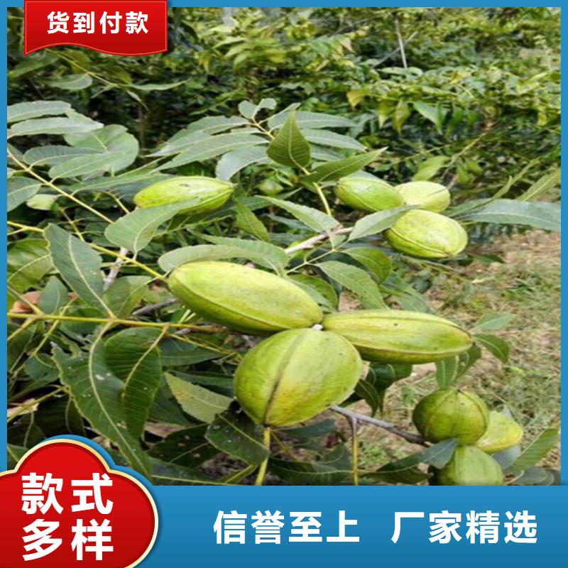 【 核桃苗梨树苗基地经验丰富品质可靠】广祥果树苗
