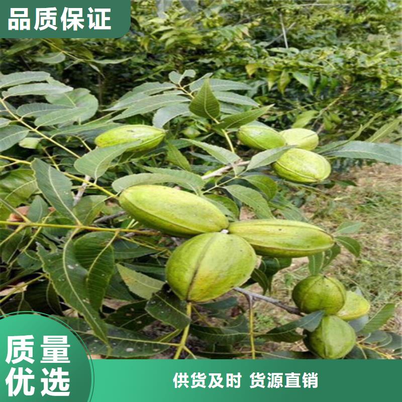 核桃苗梨树苗基地一手货源