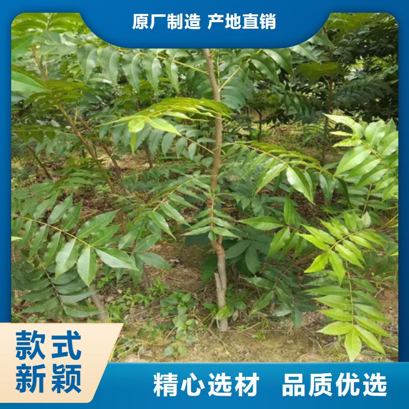 核桃苗板栗苗生产经验丰富