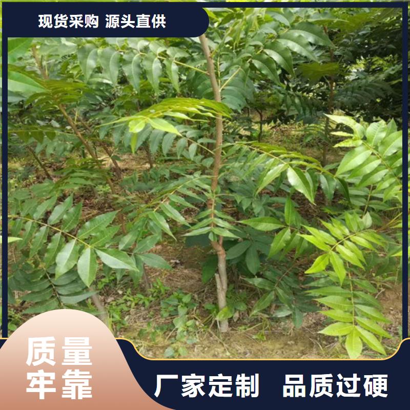 【 核桃苗梨树苗基地经验丰富品质可靠】广祥果树苗