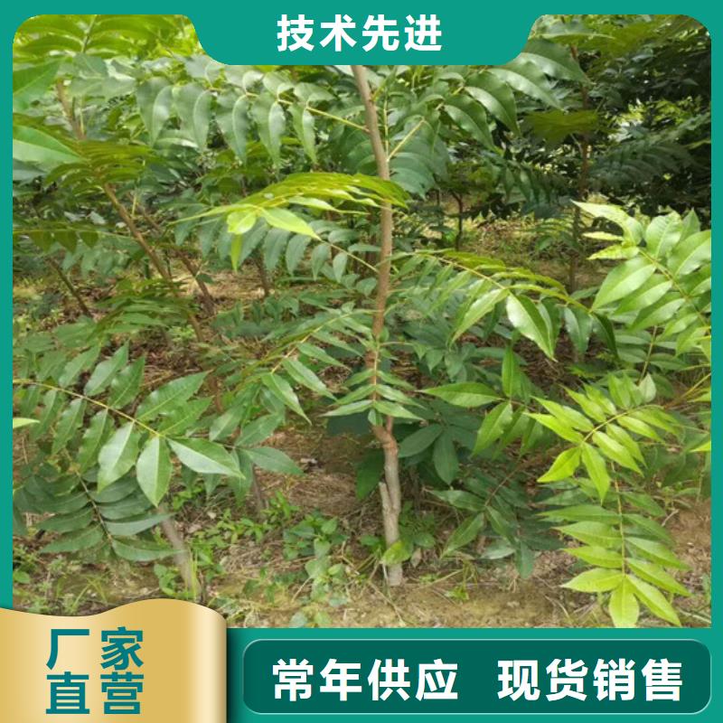 果树苗视频-果树苗-浙江省温州|嘉兴|宁波|丽水|衢州附近生产商