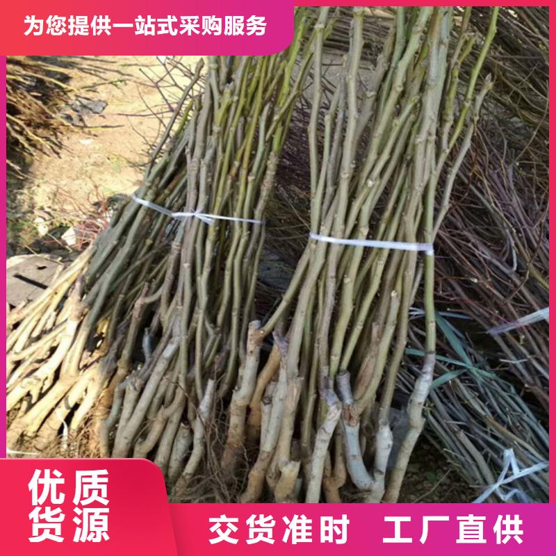 核桃苗冬桃树苗质量不佳尽管来找我