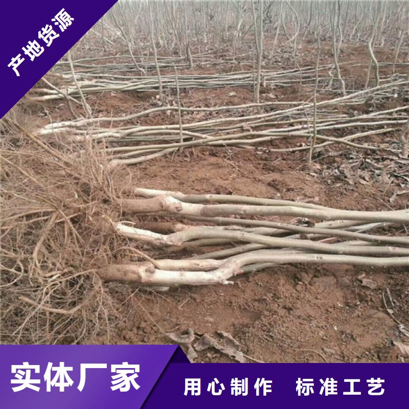 核桃苗桃树苗价格合理