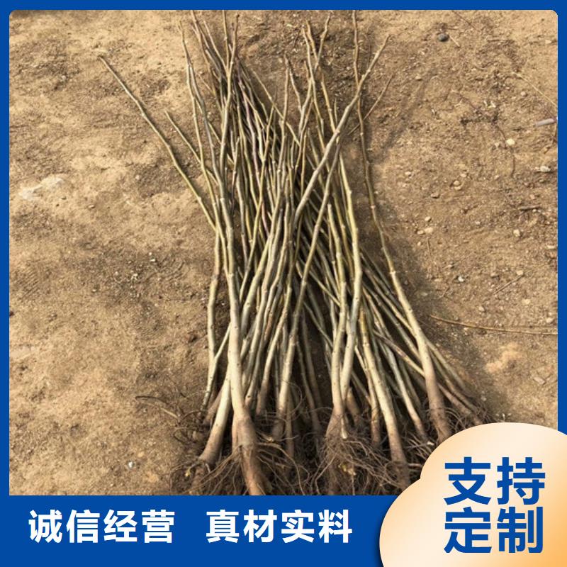 核桃苗_梨树苗基地匠心工艺