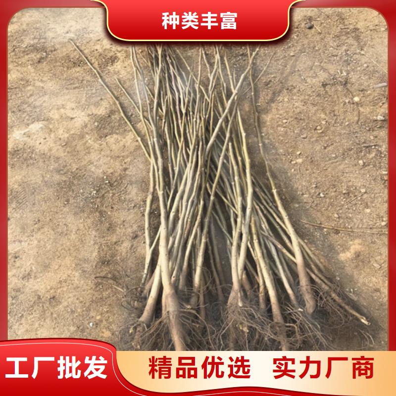 核桃苗黑珍珠草莓苗供您所需