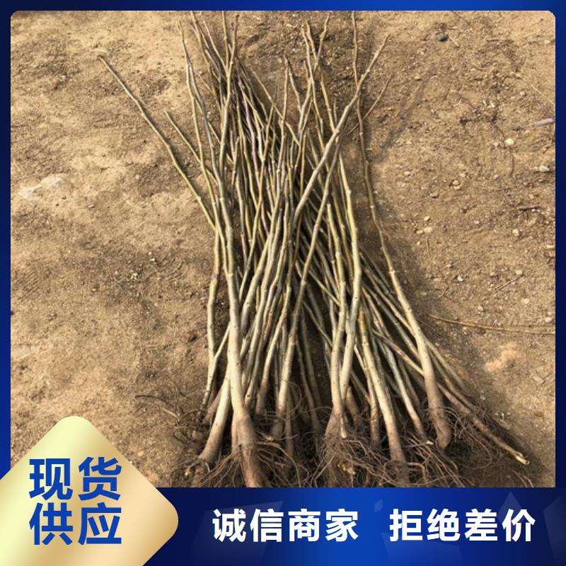 核桃苗樱桃苗库存充足
