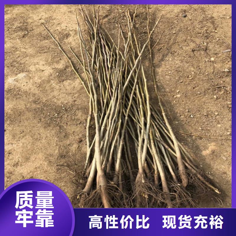 【 核桃苗-无籽葡萄树苗源厂定制】来电咨询