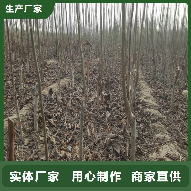 核桃苗桃树苗每个细节都严格把关