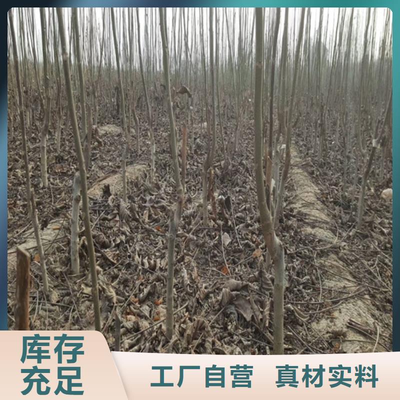 核桃苗板栗苗生产经验丰富