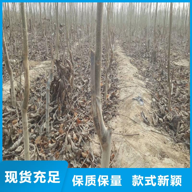 核桃苗冬雪蜜桃树苗助您降低采购成本
