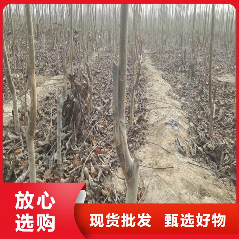 【 核桃苗-无籽葡萄树苗源厂定制】来电咨询