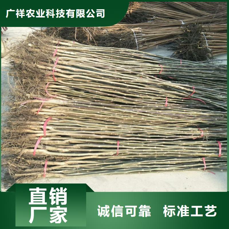 【核桃苗】蟠枣树苗种类齐全