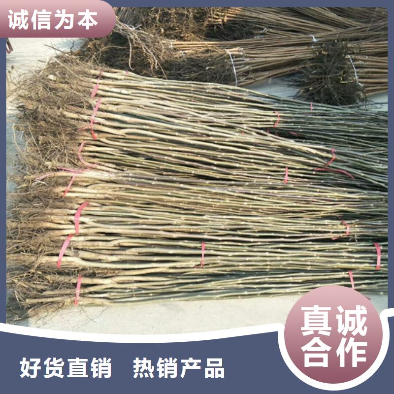 核桃苗樱桃苗打造行业品质