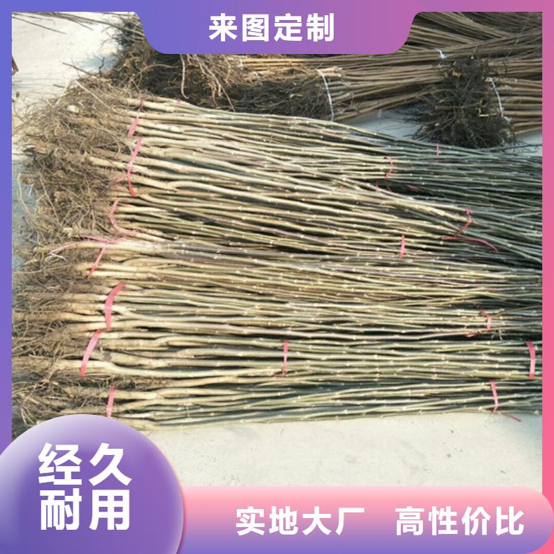 核桃苗_无花果树苗免费询价