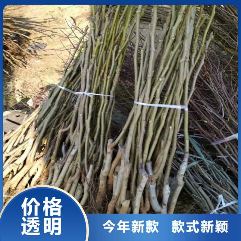 核桃苗_梨树苗基地匠心工艺