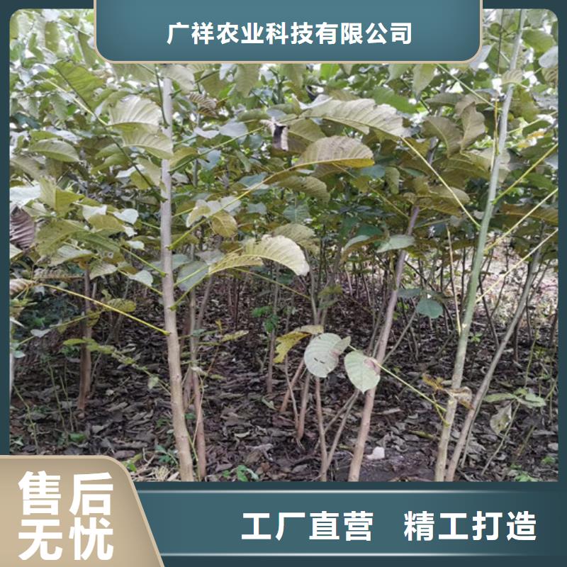 核桃苗桃树苗基地专业生产N年