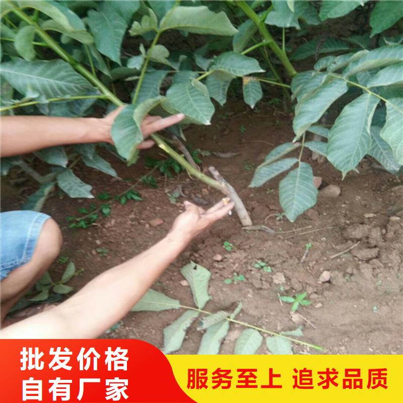 核桃苗徐香猕猴桃树苗细节决定成败