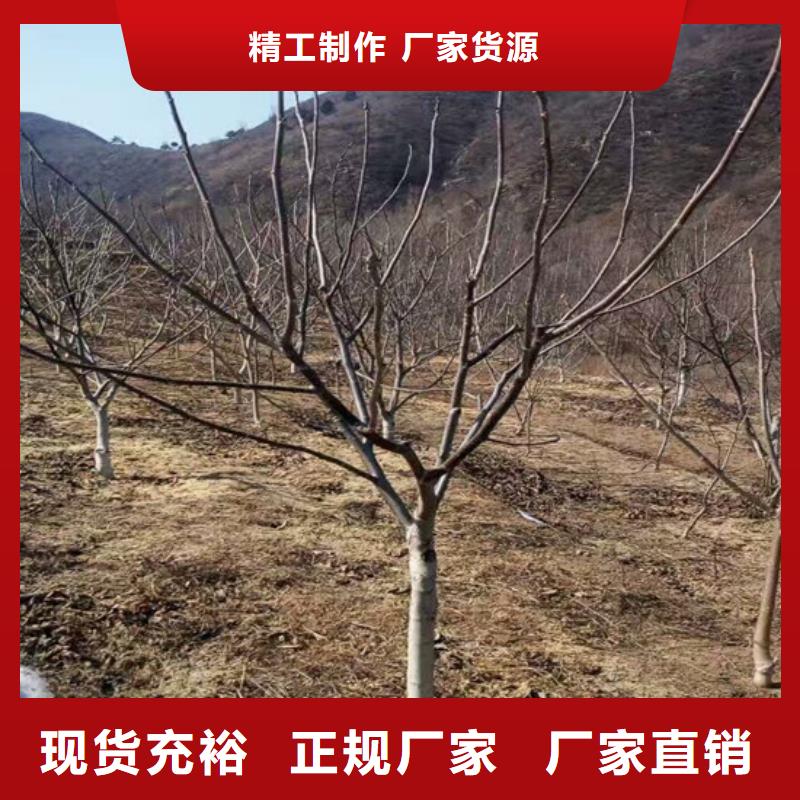 核桃苗软籽石榴树苗认准大品牌厂家