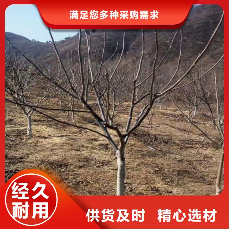 核桃苗花椒树苗多种规格可选