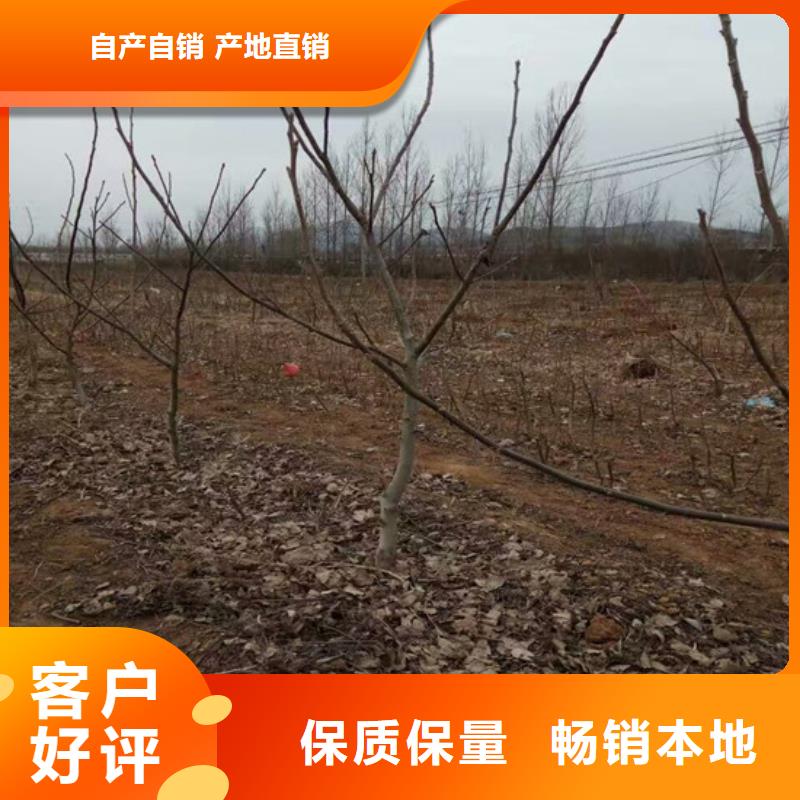 果树苗视频-果树苗-浙江省温州|嘉兴|宁波|丽水|衢州附近生产商