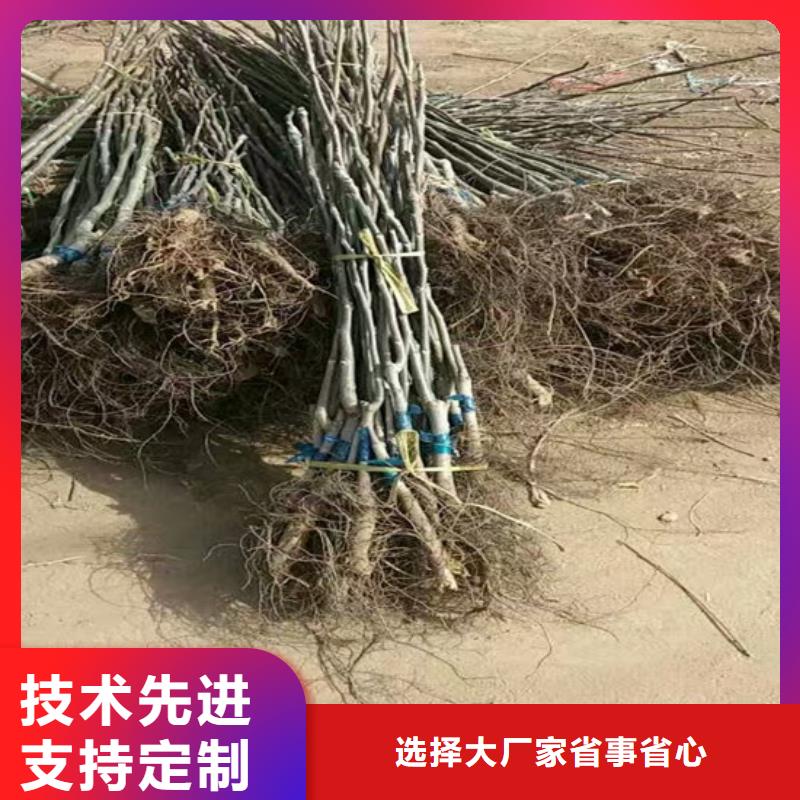 核桃苗阳光玫瑰葡萄树苗用心做产品