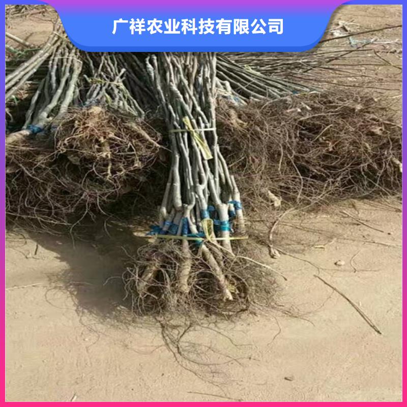 果树苗视频-果树苗-浙江省温州|嘉兴|宁波|丽水|衢州附近生产商