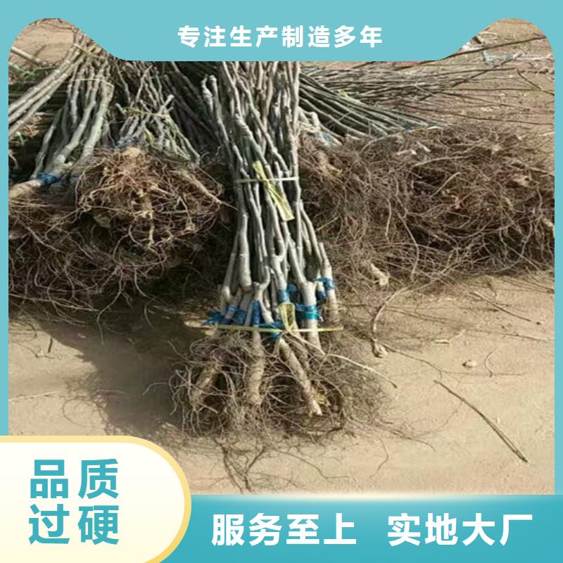 【 核桃苗-无籽葡萄树苗源厂定制】来电咨询