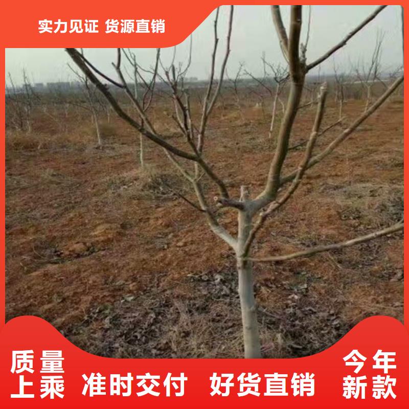 核桃苗桃树苗基地现货直发