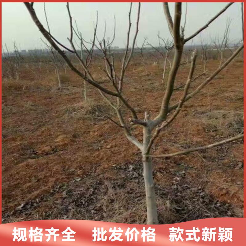 核桃苗冬桃树苗实力厂家直销