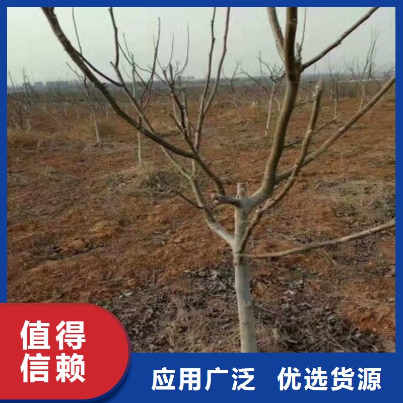 核桃苗_无花果树苗免费询价