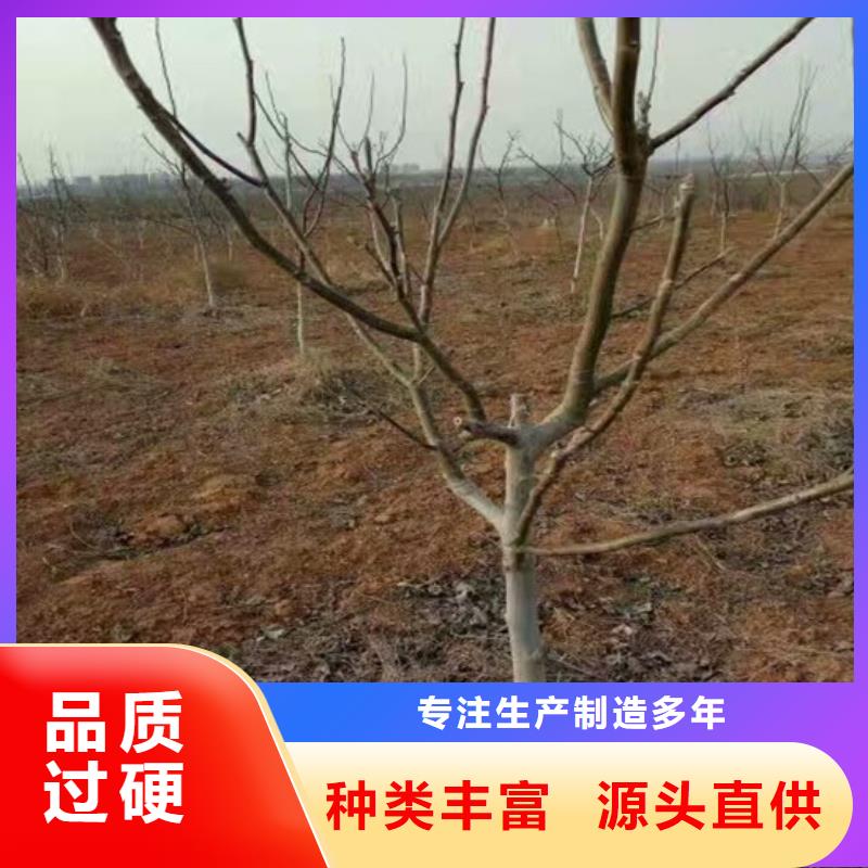 核桃苗桃树苗价格合理